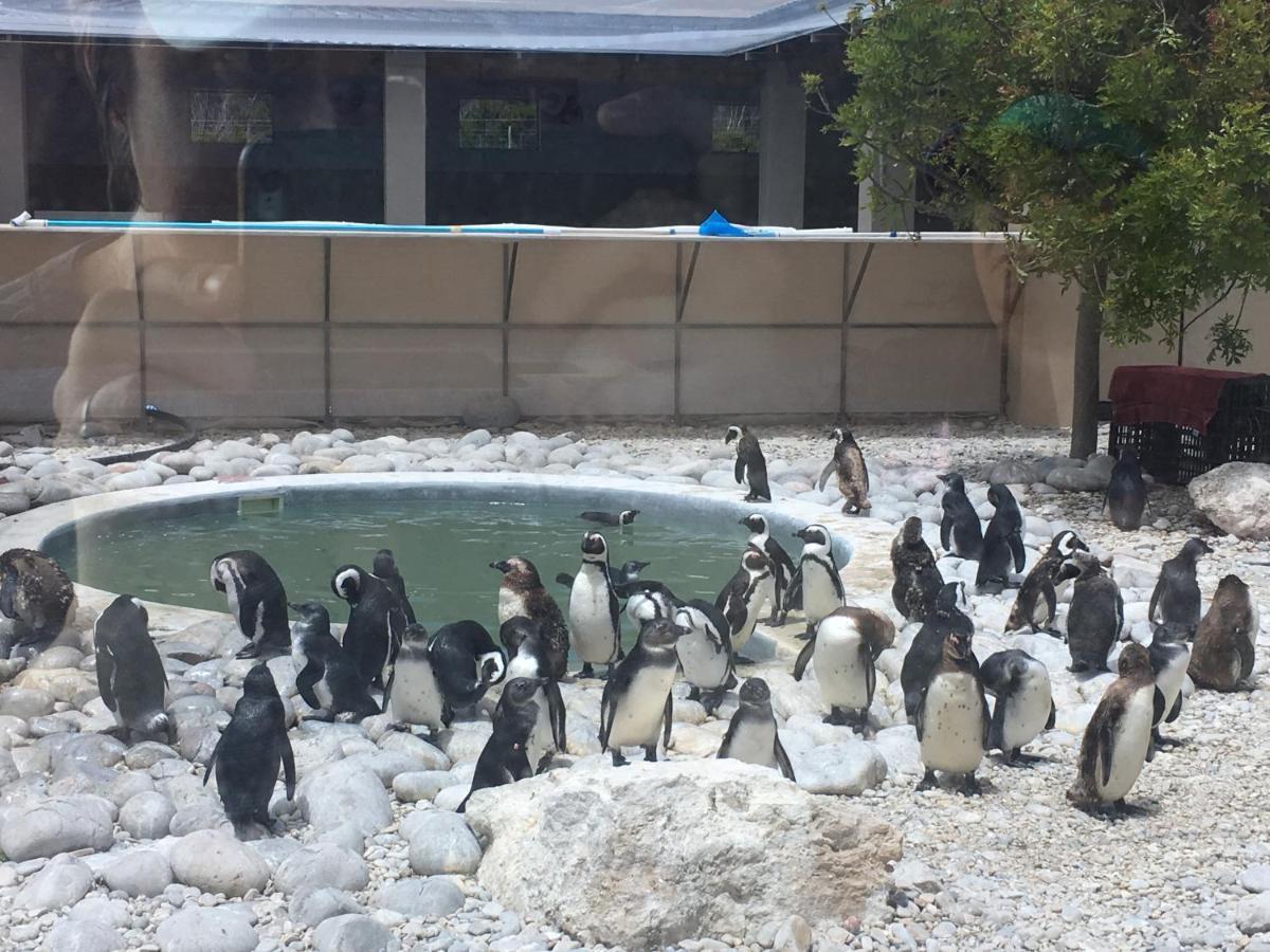 Ons C-Huis - Gansbaai Seafront Accommodation, Back-Up Power ภายนอก รูปภาพ